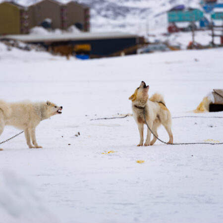 Resilient Explorer: Exploring Ilulissat, Greenland