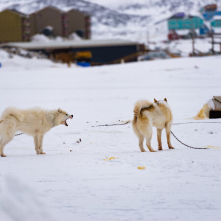 Resilient Explorer: Exploring Ilulissat, Greenland