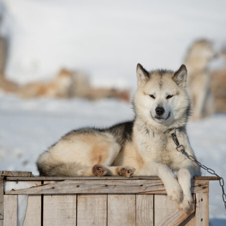 Resilient Explorer: Exploring Ilulissat, Greenland